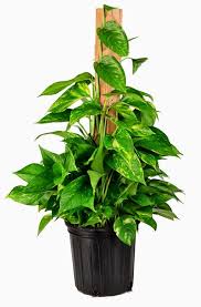 Dua pokok ini selalu jadi hiasan di dalam rumah kita. 6 Pokok Yang Menyegarkan Udara Di Dalam Rumah Mudah Dijaga Anda Perlukannya Planter Pots Outdoor Plants Golden Pothos