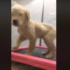 Our dogs have exceptional temperments and work as well in the field as they do in the show ring. Colorado Springs Employee Fired After Viral Video Shows Puppy Being Thrown Back Into Cage Colorado Springs News Gazette Com
