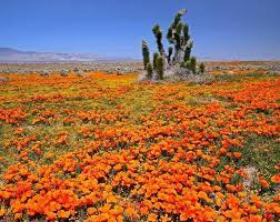 Discount99.us has been visited by 1m+ users in the past month Found On Bing From Pixdaus Com California Poppy California Wildflowers Wildflowers Photography