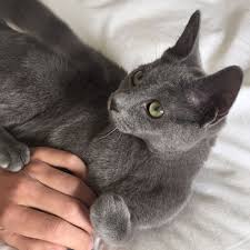 Reminds Me Of My Own Darling Russian Blue Cat Russian Blue Grey Cats