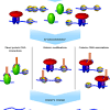 Those two histones mark active genes. 1