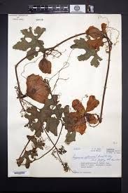 Image result for Lagenaria sphaerica