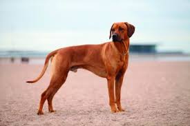 They tend to be reserved with strangers. Rhodesian Ridgeback Dog Breed Profile Petfinder