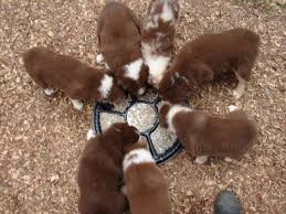 Nar puppies is a family ran business that is breeding, designing, raising, training, caring and loving goldendoodles of all sizes and colors for families and individuals looking for a new puppy for sale, adoption, or want to buy from a reputable breeder. Designer Morkie Yorktese Puppies For Sale For Sale In Little Rock Arkansas Classified Americanlisted Com