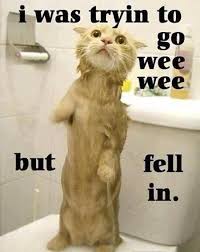 680 x 734 jpeg 53 кб. 45 Amazing Pictures Of Funny Animals To Make You Smile Tail And Fur