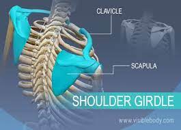 Bones Of The Shoulder Girdle Human Body Muscles Human Skeleton Anatomy Skeleton Anatomy