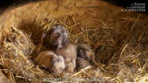 Etichete care încep cu i; Iepuri Vizuina Unei Iepuroaice In Natura 3 5 Youtube