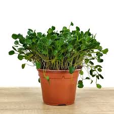 Image result for Falkia