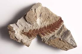Image result for fossil images
