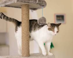 cat on a cat treeの画像