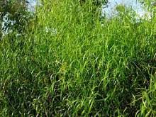 Image result for Periploca linearifolia