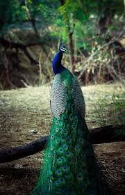 Terlihat sangat indah dan menawan. Kenapa Bulu Burung Merak Sangat Indah Yuk Cari Tahu Rahasianya Muffingraphics Com