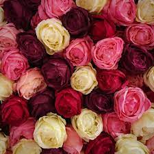 Nevertheless, these beliefs and customs continue today in reverence to those who have died. 21 Special Rose Color Meanings Rose Flower Meanings For Valentine S Day