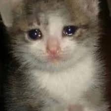 Sad Cat Memes Sadcatmemes Twitter