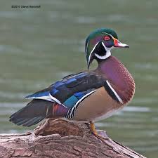 Mg 7834 Wood Duck Drake 6x6 Jpg 600 600 Pixels Wood Ducks Duck Art Bird Taxidermy
