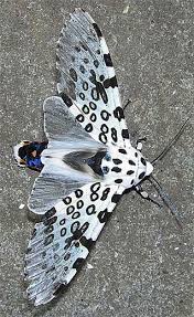 Black And Red Fuzzy Caterpillar Ontario Giant Leopard Moth Lindas Borboletas Belas Criaturas Fotos De Borboletas