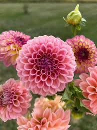 Image result for Dahlia sp. (cultivar)