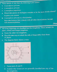 Image result for Carpodiptera africana