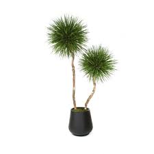 Do google it for more photos! 8 Natural Blade Pom Pom Tree In Black Fiberstone Planter Distinctive Designs
