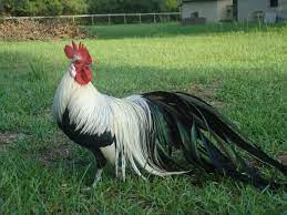 Many of my friends who keep chickens marvel at the array of roosters that we have living in harmony together. Beautiful Roosters Bantam Chickens Chickens Backyard Beautiful Chickens