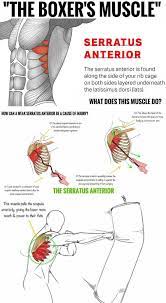 This pain might happen right away upon injury or establish i have had complete blood works too which likewise showed as normal. Three Ways To Target The Serratus Anterior And Strengthen It For A Better Workout Gymguider Com Weight Training Workouts Fitness Training Gym Workout Tips