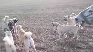 Kangal Suru Dovusu Izlesene Com