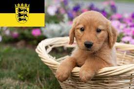 Golden retriever welpen lieben es. Golden Retriever Zuchter In Baden Wurttemberg Goldenr De