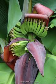 Image result for Musa acuminata