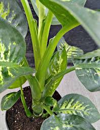 Dieffenbachia Poisoning How Toxic Is This Houseplant Plants Plant Leaves House Plants