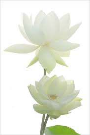 Two White Lotus Flowers Img 6641 1000 White Flowers Beautiful Flowers Flowers Nature