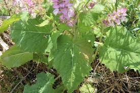 Image result for Orthosiphon schimperi