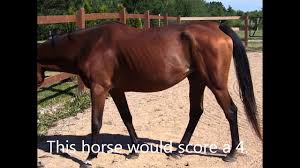 horse body condition scale with photos and reasonings