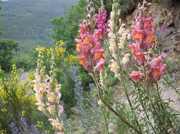 Löwenmaul ist eine beliebte gartenblume, die zudem eine bienenweide ist hummel am löwenmaul bzw. Ratsel Um Lowenmaul Farben Gelost Schuld Ist Die Biene Natur Derstandard De Wissen Und Gesellschaft