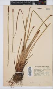 Image result for Eleocharis limosa
