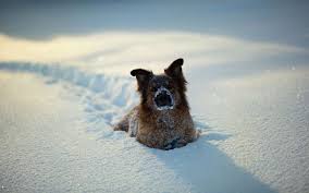 Mit einem kleinen trick ist es recht einfach ein hintergrundbild in microsoft word einzufügen. 37 Winter Hintergrundbilder Tiere Besten Bilder Von Ausmalbilder