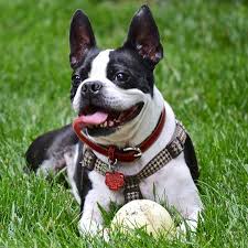 What to keep in mind when looking for pet friendly apartments in asheville, nc. Pet Friendly Vacation Rentals Nc Log Cabins