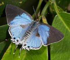 Image result for Tapinanthus erectotruncatus