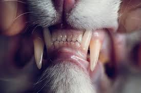 If your cat seems to have painful teeth, tartar, gingivitis (red gums), or if you notice a foul odor coming from your cat's mouth, call your veterinarian. Cat S Need Dental Care Too Cat Clinic Of Iowa City Ia