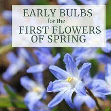 They are fragrant and make a pretty early spring bouquet. Early Blooming Bulbs For The First Flowers Of Spring Longfield Gardens