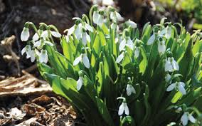 Spring and summer native to wisconsin likes wet areas, especially along marshes, lakes and streams also known as the northern iris more ». Early Season Bulbs In Wisconsin Johnson S Gardens Cedarburg Wi