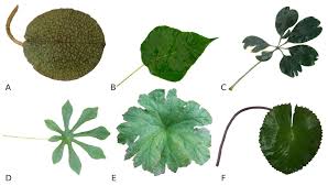 Image result for Musanga leo-errerae