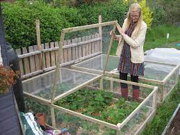 Image Result For Strawberry Net Vegetable Garden Design Summer Vegetables Garden Vegetable Garden Raised Beds