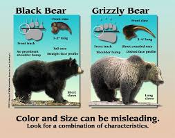 Black Bear Vs Grizzly Bear Size The Difference Is That The Grizzly Could Kill You Just A Bit More Easily Grizzly Bear Facts Bear Black Bear