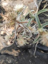 Image result for Dicoma anomala