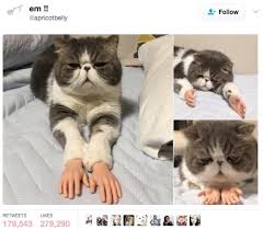 22 Jokes You Ll Only Find Funny If You Have A Weird Sense Of Humour Cats Cute Animals Crazy Cats