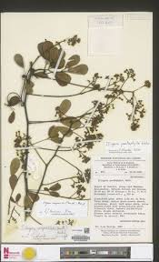 Image result for Illigera