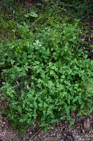 Image result for Calyptocarpus vialis