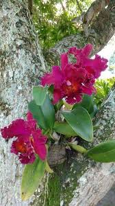 Entdecken Sie Alle Geheimnisse Der Orchideenschau Und Lassen Sie Orchideen Bluhen Alle Bluhen Der Entd Orchideen Wachsende Orchideen Exotische Blumen