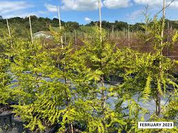 Image result for Libocedrus plumosa