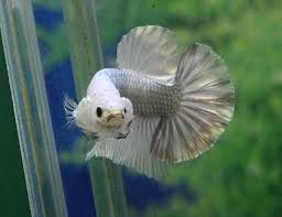 I need to decide on some good names for my bettas. Betta Breeding 101 Chapter 2 Selecting A Good Breeding Betta Pair Siamese Fighting Fish By Bettaboy